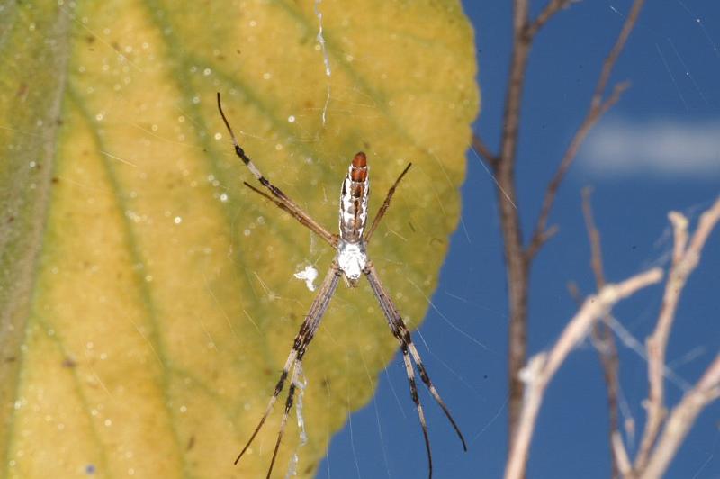 Argiope_ZZ320_D3573_Z_88_Mt Florence station_Australie.jpg